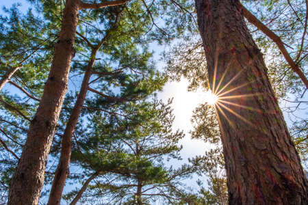 Beech forest in spring with the sun in the treesの写真素材