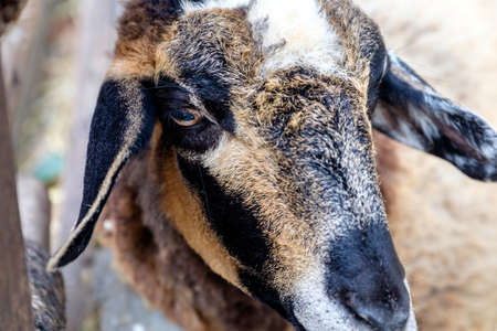 Closeup sheep in farmの写真素材