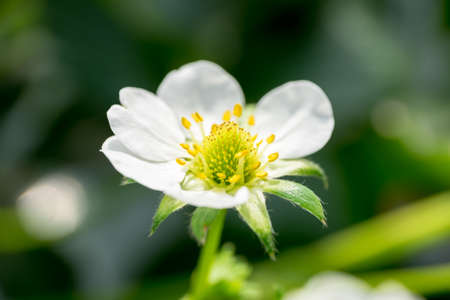 Plum white flowers macro with the soft backgroundの写真素材
