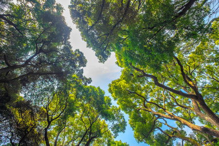 Lush green foliage, trees , upper view