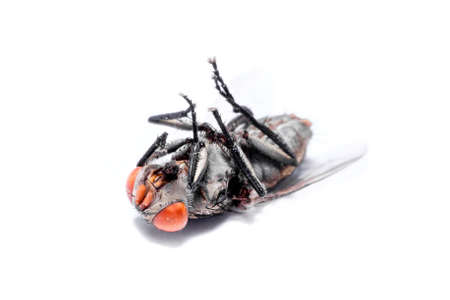 close-up of House fly isolated on white backgroundの写真素材