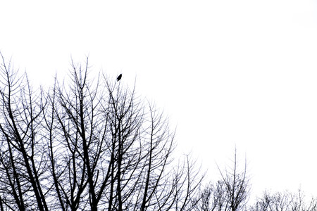 branches with birdsの写真素材