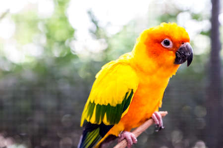 Sun Conure Parrotsの写真素材