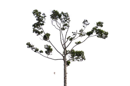 Trees isolated on white backgroundの写真素材