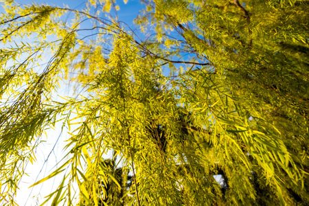 Sun shines through tree crowns in summerの写真素材