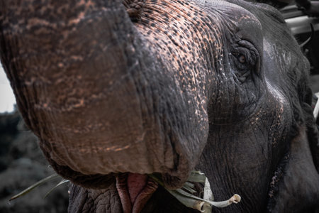 Close-up portrait of an elephant, thai elephant.の写真素材
