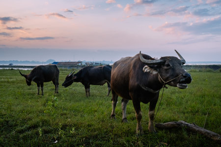 water buffaloes/buffaloes on sunset at rice fieldの写真素材