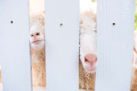 Close up two cute sheep ,with white wallの写真素材