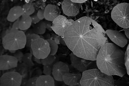 black and white fine art leaf