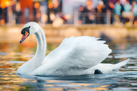 Swan close-up on a lake with bokeh effectの写真素材