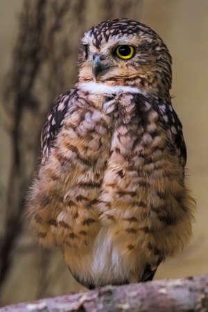 owlの写真素材