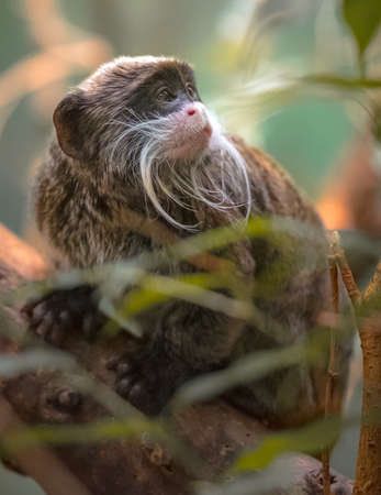 capuchin monkeyの写真素材