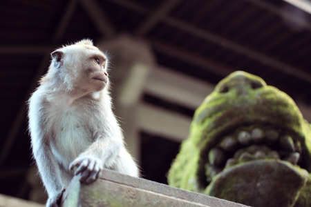 Monkey sitting and looking rightの写真素材