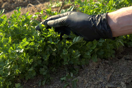 Young parsley in the gardenの写真素材