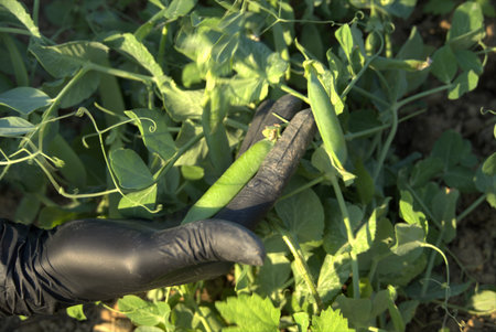Organic peas in the garden