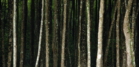 Mangrove Forest