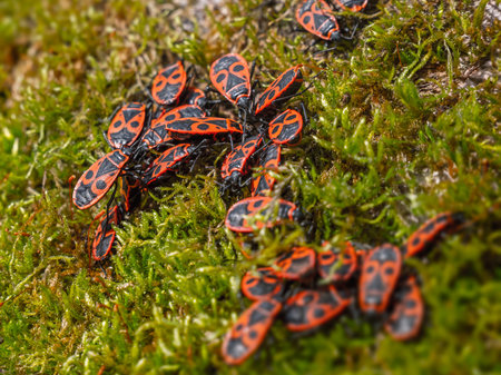 Colony of firebugs (Pyrrhocoris apterus) on the moss of a tree