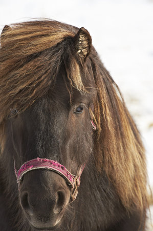 Closeup of dark brown horseの写真素材