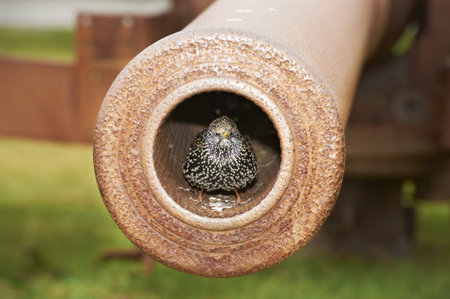 Sparrow sitting in the orifice of a world war 2 cannon