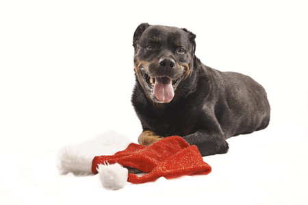Pure bred rottweiler with christmas outfit isolated on white