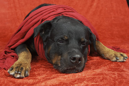 Pure bred rottweiler with christmas outfit on red backgroundの写真素材