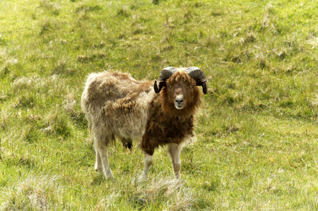 Adult ram sheep in a grass fieldの写真素材
