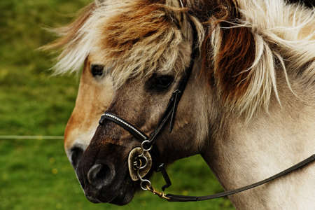 Horse on a paradeの写真素材