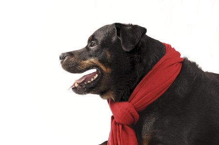 Pure bred rottweiler with red christmas scarf isolated on white