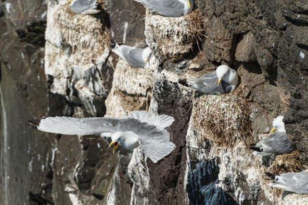 Kittywake - Rissa tridactyla - in Mykines in the Faroe Islandsの写真素材