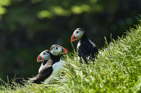 Puffin - Fratercula artica - in Mykines in the Faroe Islandsの写真素材