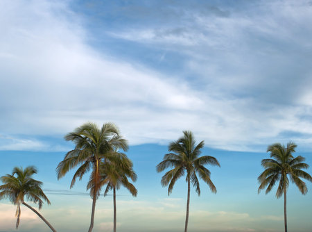 Tall palm trees against beautiful blue tropical sky.
