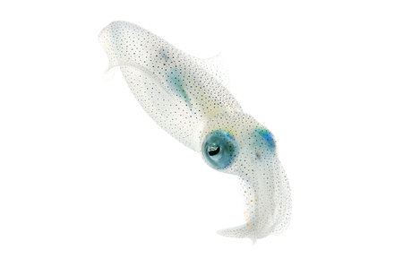 bigfin reef squid