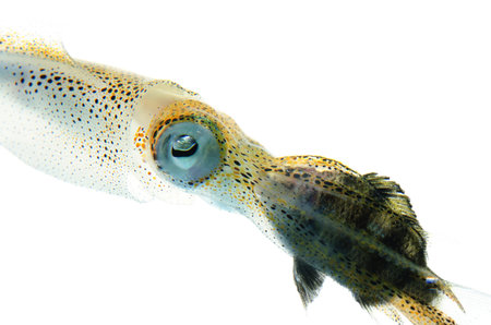 bigfin reef squid