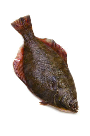 flatfishの写真素材