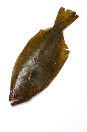 olive flounderの写真素材