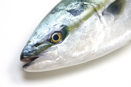yellowtail