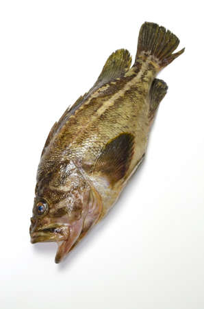 threestripe rockfishの写真素材