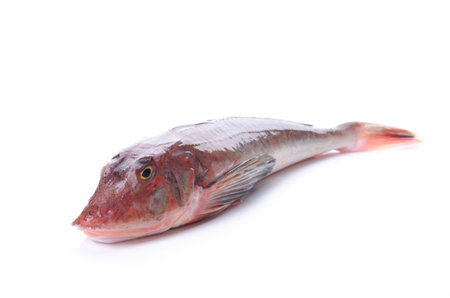 Red gurnardの写真素材