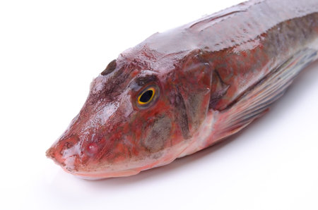 Red gurnard