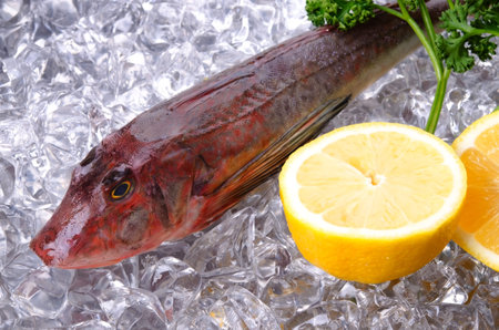 Red gurnard