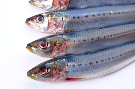 sardineの写真素材