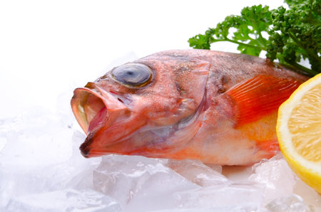 goldeye rockfish