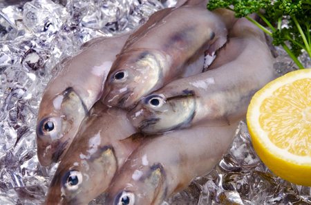 eelpout