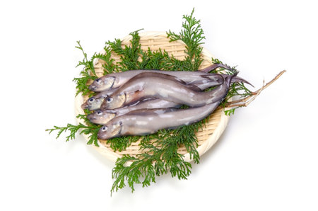 eelpout