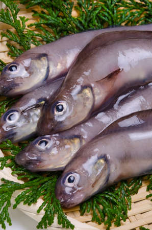 eelpoutの写真素材