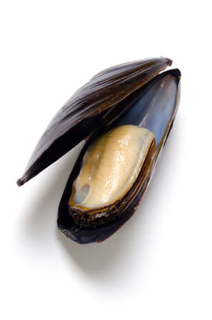 musselの写真素材