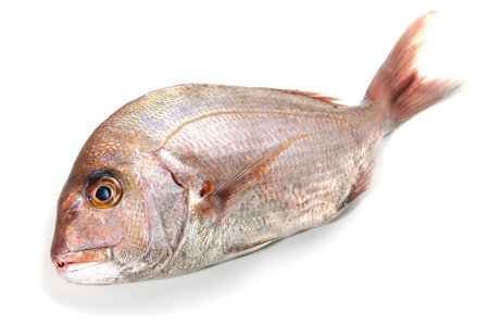 red sea bream