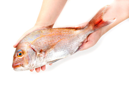 red sea bream