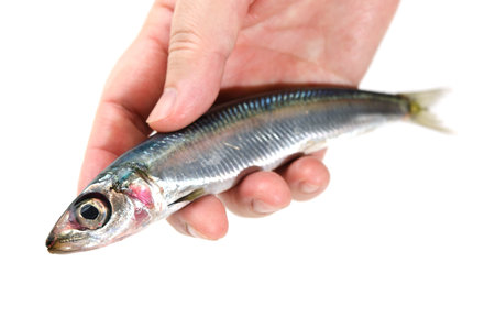 pacific round herring