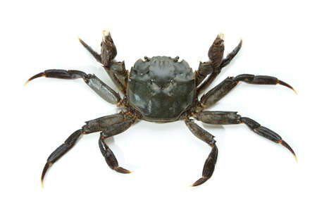 mitten crabの写真素材